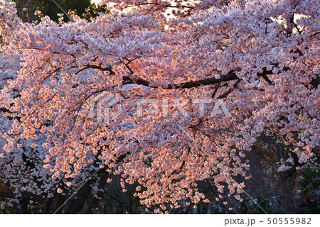 北海道森町オニウシ公園のソメイヨシノに朝日が当たる風景を撮影 50555982