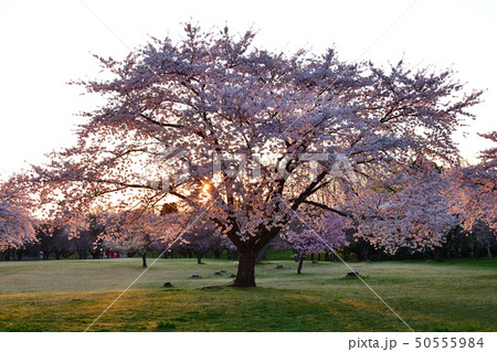 北海道森町オニウシ公園のソメイヨシノに朝日が当たる風景を撮影 50555984