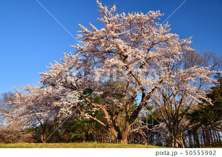 北海道森町オニウシ公園のソメイヨシノに朝日が当たる風景を撮影 50555992
