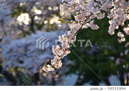 北海道森町オニウシ公園のソメイヨシノに朝日が当たる風景を撮影 北海道森町オニウシ公園のソメイヨシノに朝日が当たる風景を撮影 50555994