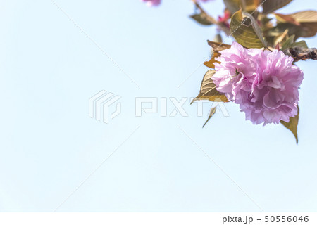 一枝の八重桜 一枝の八重桜 50556046