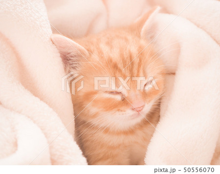 白い毛布に包まれて眠るスコティッシュフォールドの仔猫 白い毛布に包まれて眠るスコティッシュフォールドの仔猫 50556070
