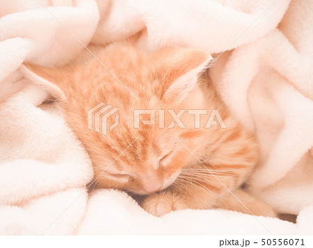 白い毛布に包まれて眠るスコティッシュフォールドの仔猫の写真素材