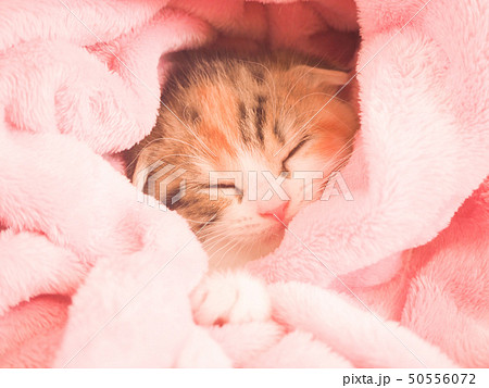 毛布から顔を出す子猫 毛布から顔を出す子猫 50556072