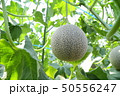 貴味メロン畑 50556247