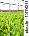 ベビーリーフ畑 50556248