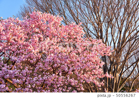 北海道森町オニウシ公園の堀井緋桜に朝日が当たる風景を撮影 50556267