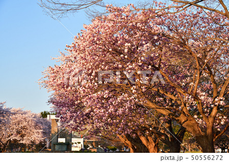 北海道森町オニウシ公園の堀井緋桜に朝日が当たる風景を撮影の写真素材
