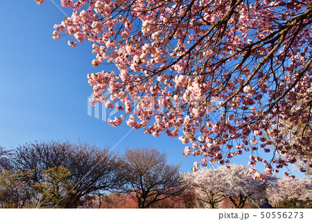 北海道森町オニウシ公園の堀井緋桜に朝日が当たる風景を撮影 北海道森町オニウシ公園の堀井緋桜に朝日が当たる風景を撮影 50556273
