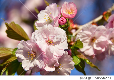 北海道森町オニウシ公園の堀井緋桜に朝日が当たる風景を撮影 50556274