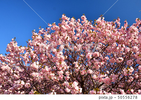 北海道森町オニウシ公園の堀井緋桜に朝日が当たる風景を撮影の写真素材