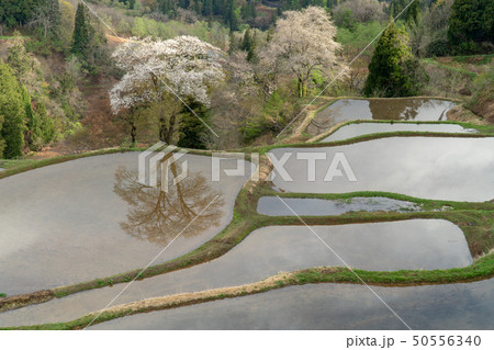 新潟県十日町市儀明の棚田の田に映る桜(ソメイヨシノ) 新潟県十日町市儀明の棚田の田に映る桜(ソメイヨシノ) 50556340