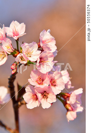 北海道森町オニウシ公園のチシマ桜に朝日が当たる風景を撮影 50556374