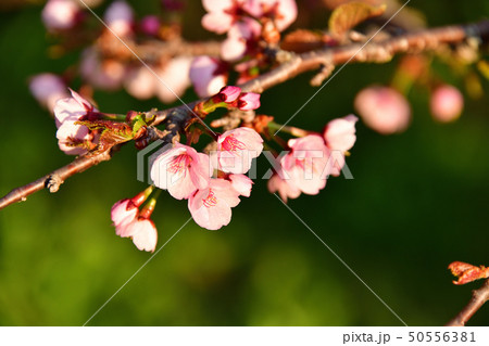 北海道森町オニウシ公園のチシマ桜に朝日が当たる風景を撮影 50556381