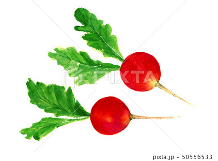 ラディッシュのイラスト素材