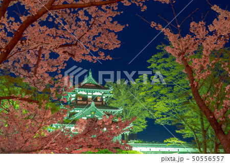 日本三大夜桜の高田城址公園の夜桜のライトアップ 50556557