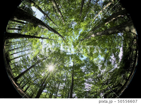 緑を見上げて(エコロジーのイメージ) 緑を見上げて(エコロジーのイメージ) 50556607