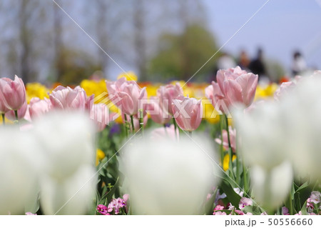 あけぼの山農場公園のチューリップ畑 あけぼの山農場公園のチューリップ畑 50556660