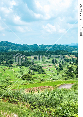 星峠の棚田 (7月) 星峠の棚田 (7月) 50556792