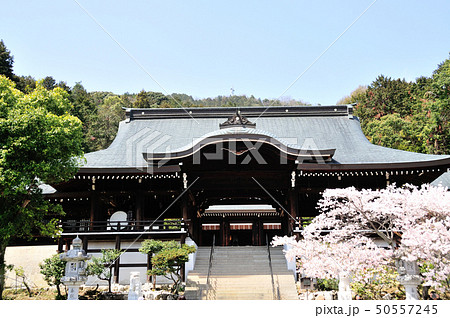 近江神宮　外拝殿とさくら 50557245