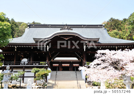 近江神宮　外拝殿とさくら 50557246