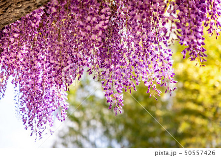 竹林と藤の花 竹林と藤の花 50557426