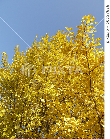 イチョウ 見上げる空 イチョウ 見上げる空 50557626