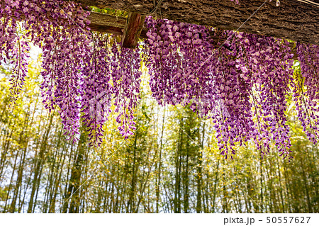 竹林と藤の花 50557627