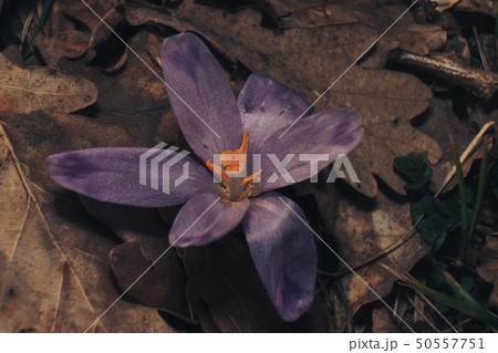 snowdrops plant forest maccro view. 50557751