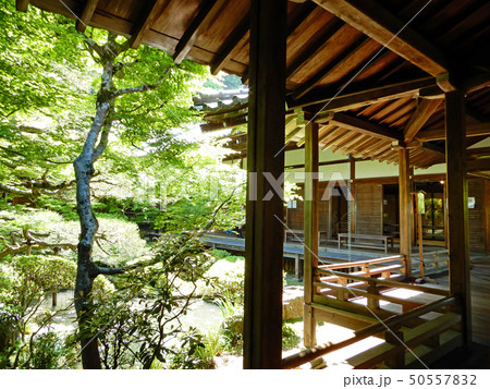 京都 永観堂 禅林寺 青もみじ 京都 永観堂 禅林寺 青もみじ 50557832