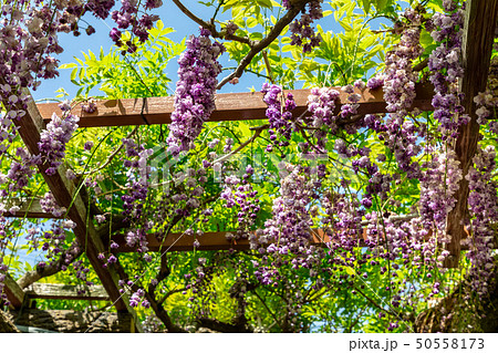 八重黒龍藤 津島市 50558173
