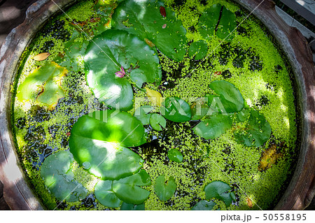 Nenuphar in water pond background 50558195