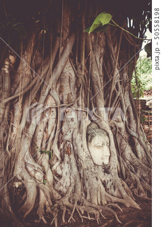 Buddha Head in Tree Roots, Wat Mahathat, 50558198