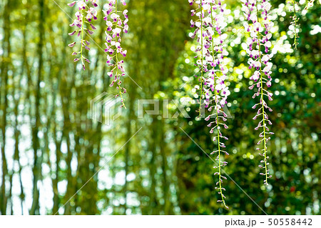 新緑と藤 新緑と藤 50558442