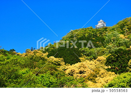 岐阜 岐阜城と金華山のツブラジイ 岐阜 岐阜城と金華山のツブラジイ 50558563