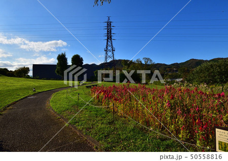 津久井湖城山公園×風景×花の苑地 50558816