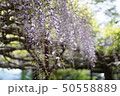 藤の花 50558889