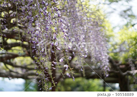 藤の花 50558889