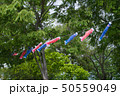 鯉のぼり 50559049