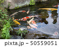 錦鯉 50559051