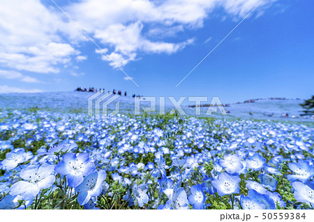 茨城県 国営ひたち海浜公園 満開のネモフィラ 茨城県 国営ひたち海浜公園 満開のネモフィラ 50559384