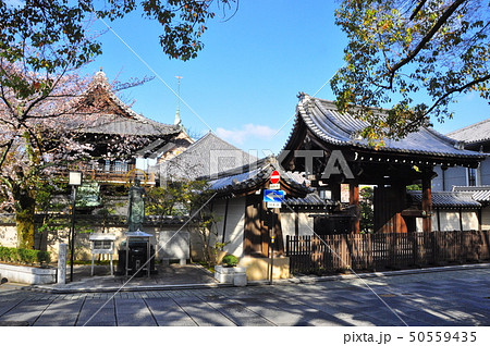 京都の町並み　大雲院総門と圓山地蔵尊と満開の桜 50559435