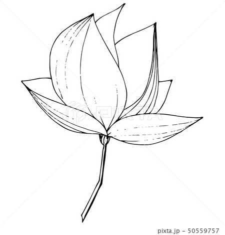 Vector Magnolia foral botanical flowers. Black and white engraved ink art. Isolated magnolia 50559757