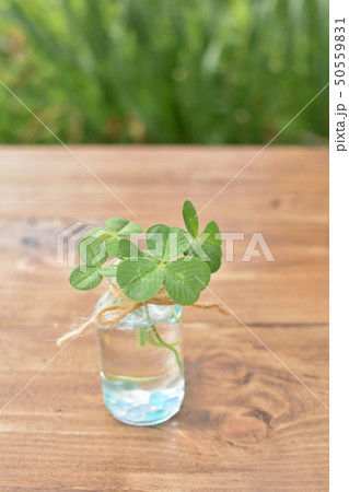 ナチュラル　さわやか　三つ葉のクローバー(34-1) 50559831