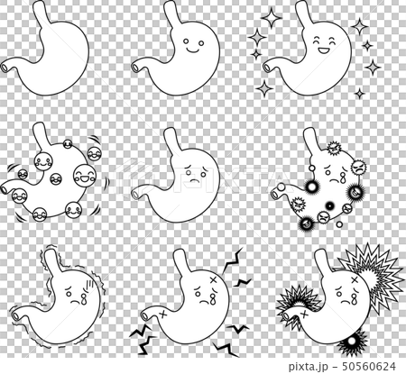 Stomach stomach bag organ human body health care 50560624