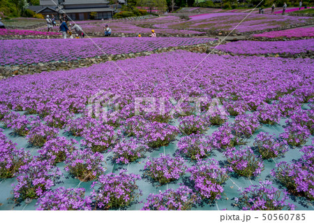 三田市の芝桜園 花のじゅうたん 三田市の芝桜園 花のじゅうたん 50560785