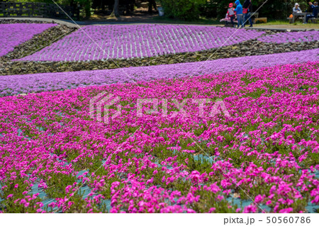 三田市の芝桜園 花のじゅうたんの写真素材