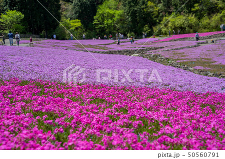三田市の芝桜園 花のじゅうたん 三田市の芝桜園 花のじゅうたん 50560791