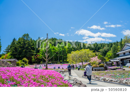 三田市の芝桜園 花のじゅうたん 三田市の芝桜園 花のじゅうたん 50560810