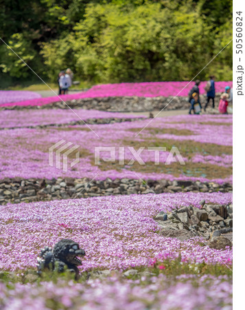 三田市の芝桜園 花のじゅうたん 三田市の芝桜園 花のじゅうたん 50560824